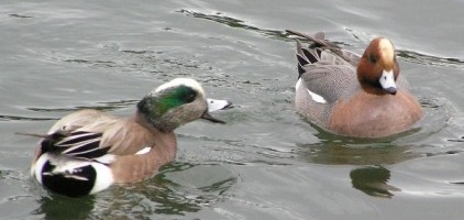 wigeons.jpg