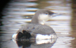 arctic-loon-4.jpg