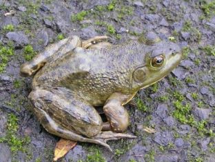 bullfrog.jpg