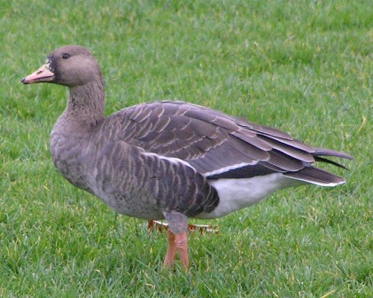 wf-goose.jpg