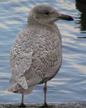 glaucous-winged.jpg