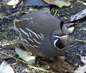 ca-quail.jpg