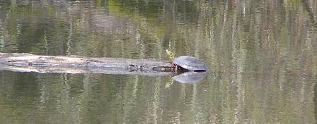 painted-turtle.jpg