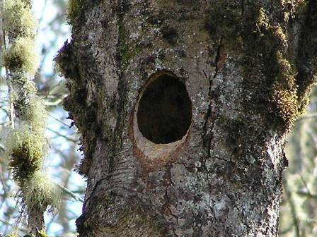 pileated-cavity.jpg