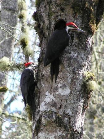 pileated-pair.jpg