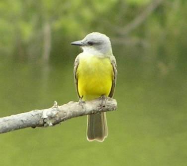 Couch's Kingbird