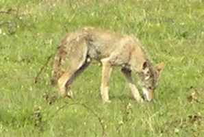 coyote2.jpg