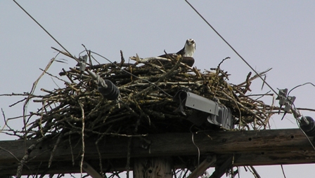 osprey-nest.jpg