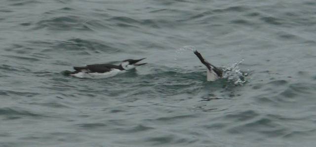 murres3