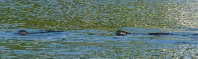 otters