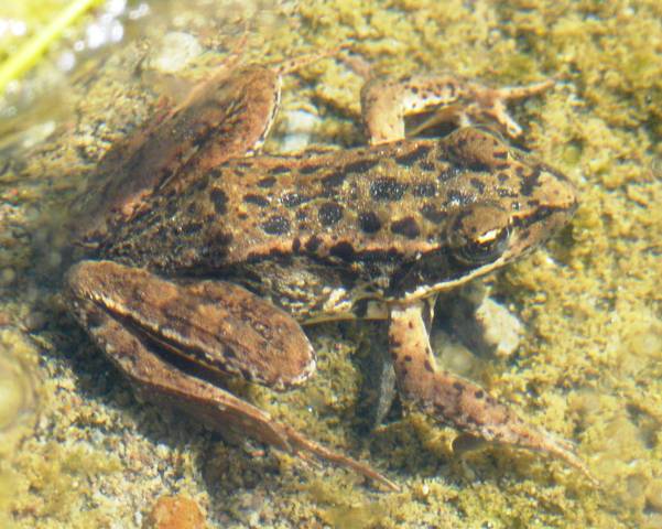 pacific-tree-frog-brown