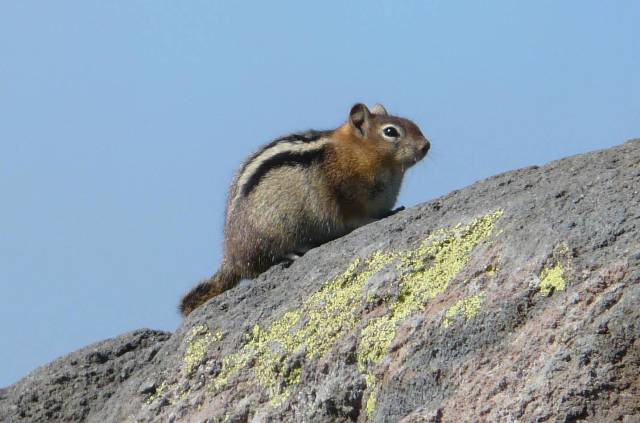 golden-mantled-ground-squirrel