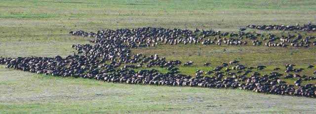 field-of-geese field-of-geese
