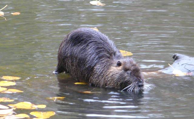 nutria