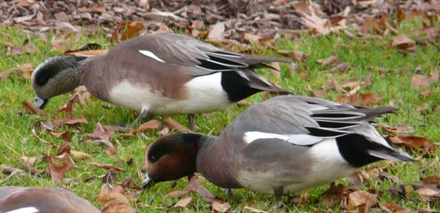 american-wigeonhybrid-wigeon american-wigeonhybrid-wigeon