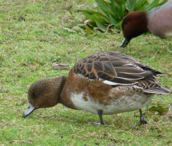 eurasian-wigeon-female2 eurasian-wigeon-female2