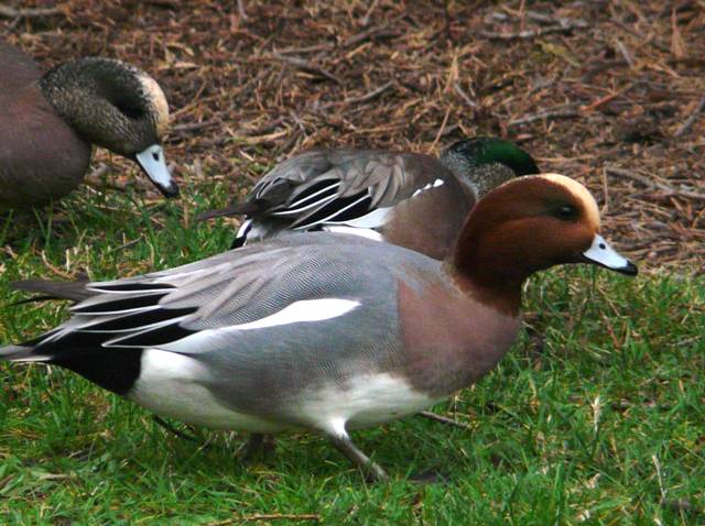 eurasian-wigeon-male eurasian-wigeon-male