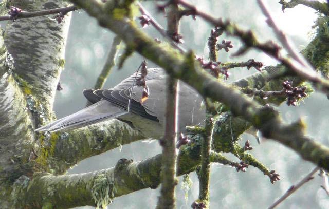 eurasian-collared-backside1