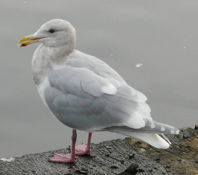glaucous-winged
