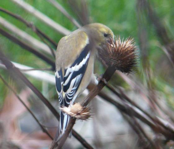 american-goldfinch