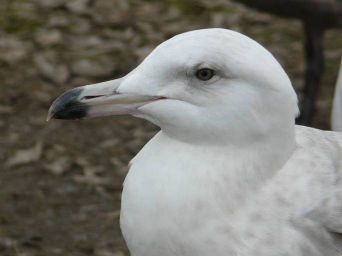 glaucous-gull-head glaucous-gull-head