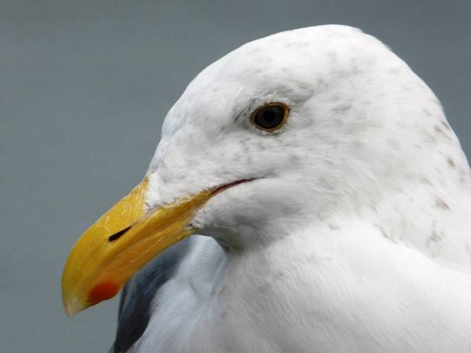 western-gull