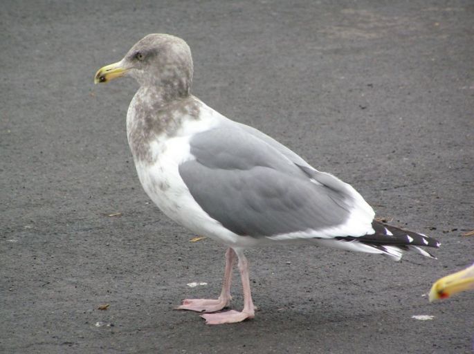 westernxglaucous-winged2