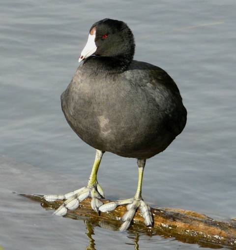 coot