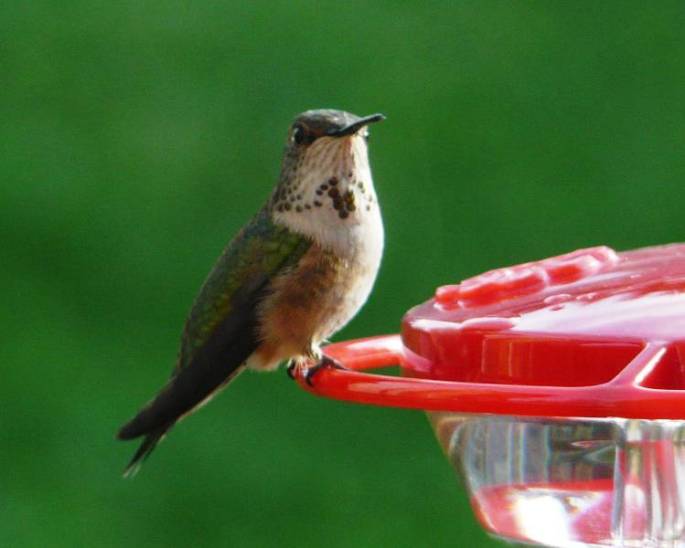 female-rufous