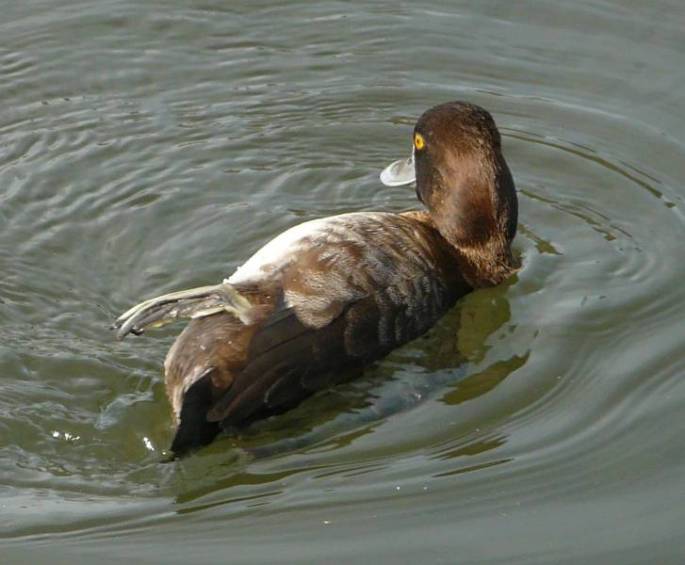 lesser-scaup-female-side lesser-scaup-female-side
