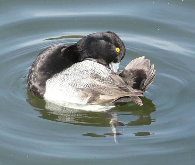 lesser-scaup-male lesser-scaup-male