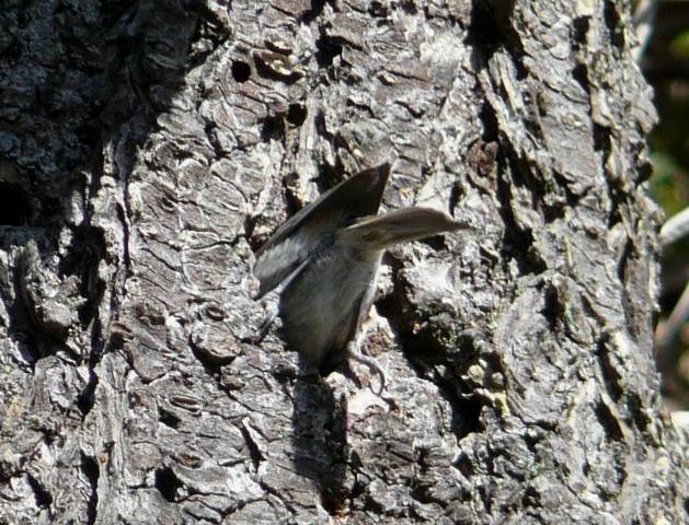 cbchickadee-in-cavity