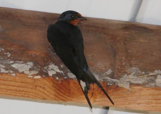 barn swallow back