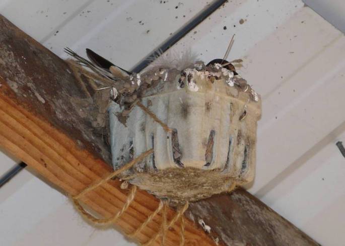 barn swallow berry box