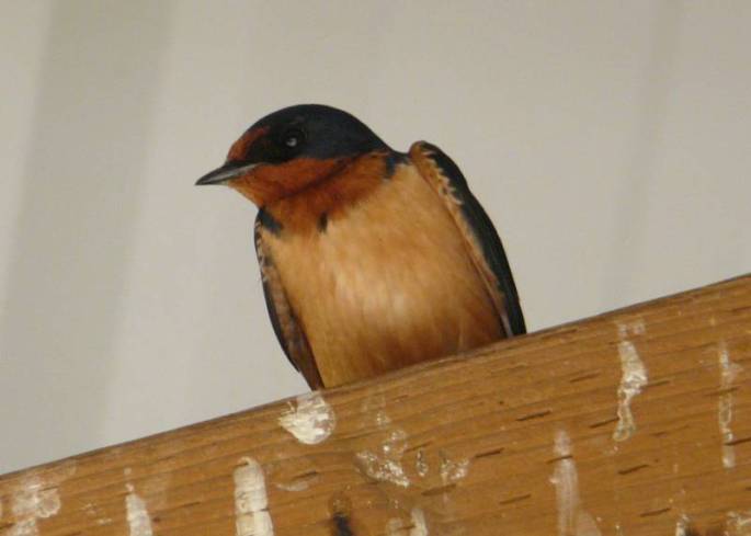 barn swallow front