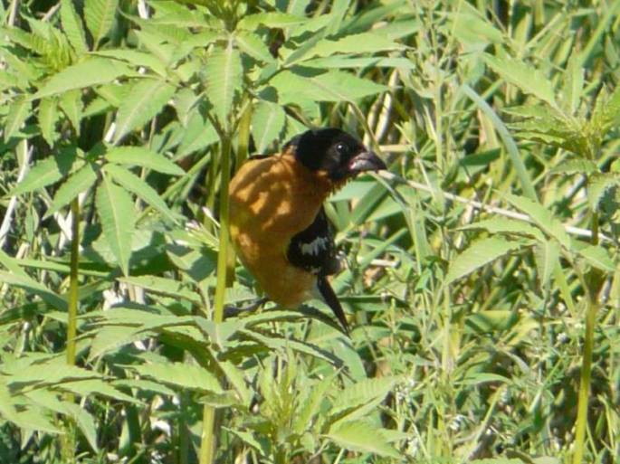 bh grosbeak 3 bh grosbeak 3