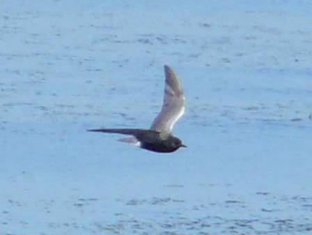 black tern1