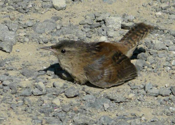 Marsh Wren22