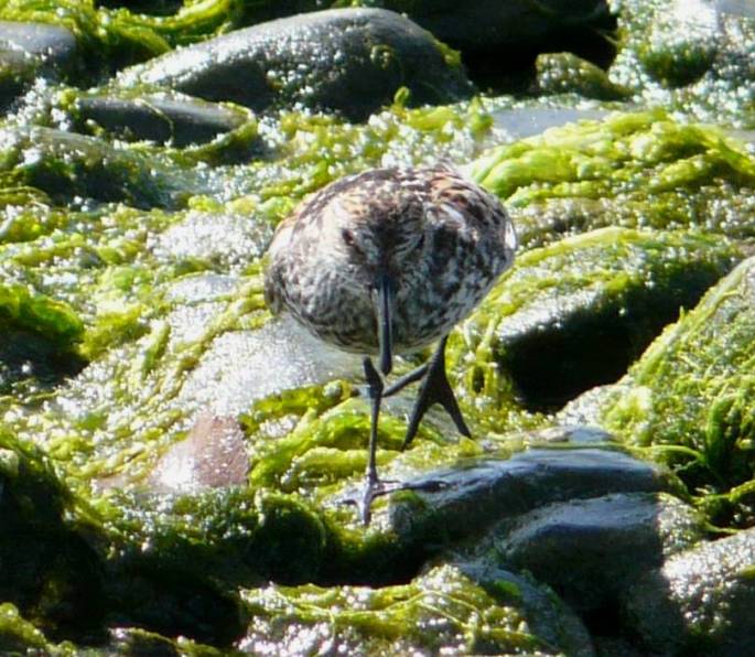 western sandpiper palmation