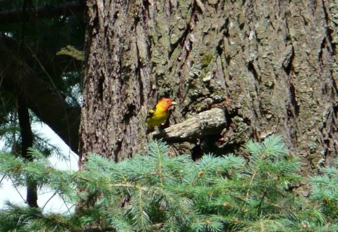 western tanager