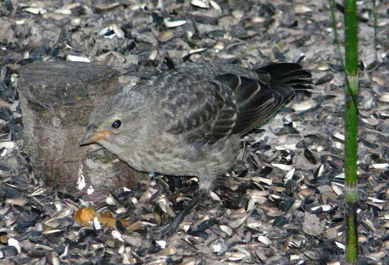 bh cowbird 2 bh cowbird 2