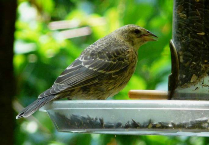 bh cowbird on feeder