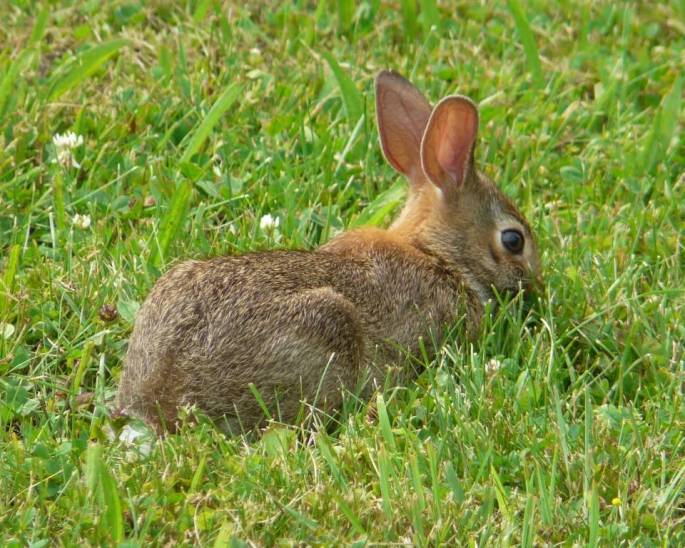 eastern cottontail