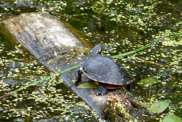 eastern painted turtle