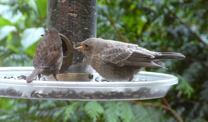 song sparrow - bh cowbird song sparrow - bh cowbird