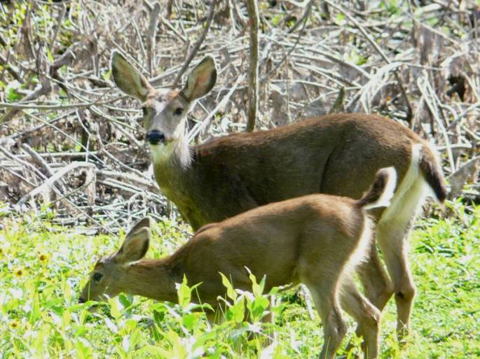 black-tailed doe and fawn black-tailed doe and fawn