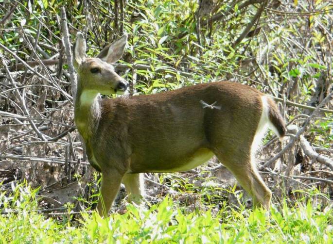 black-tailed doe black-tailed doe