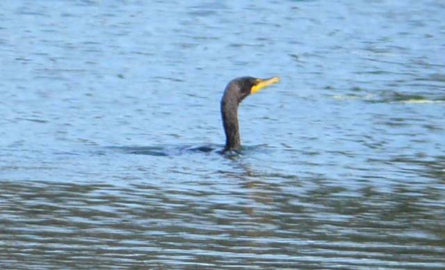 double-crested cormorant