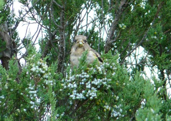 evening grosbeak front