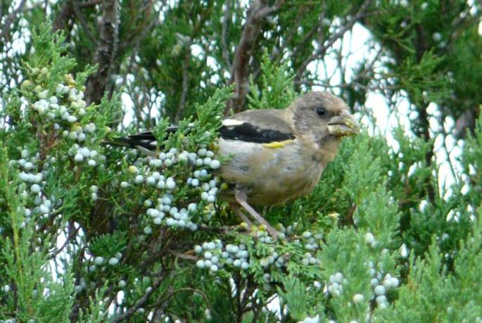 evening grosbeak side